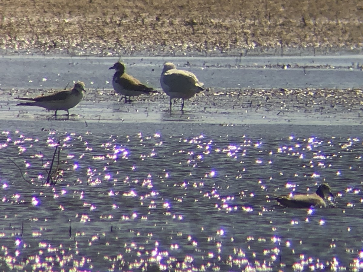 Sabine's Gull - ML177929061