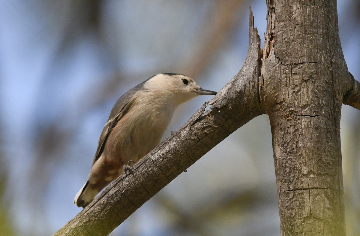 White-breasted Nuthatch - ML177930191