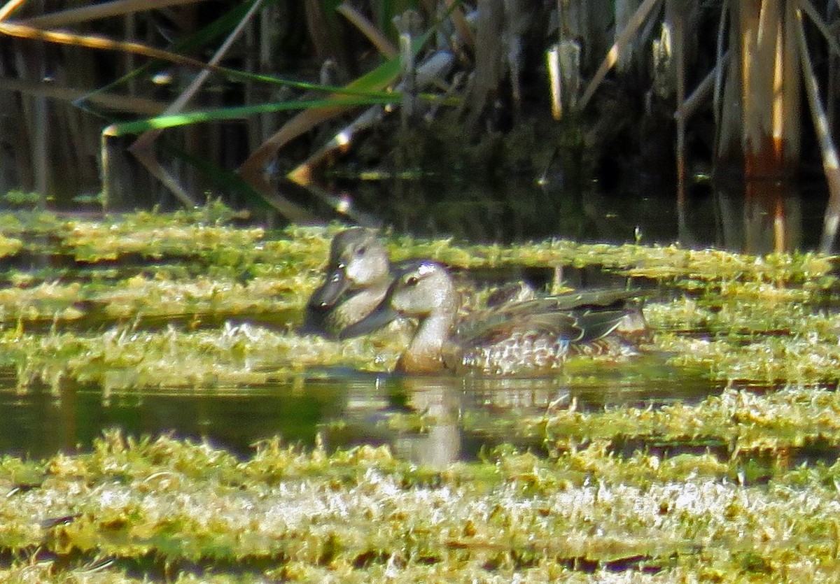 Blue-winged Teal - JoAnn Potter Riggle 🦤