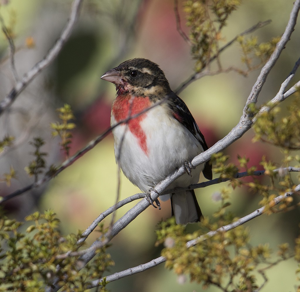 Rose-breasted Grosbeak - Gary Woods