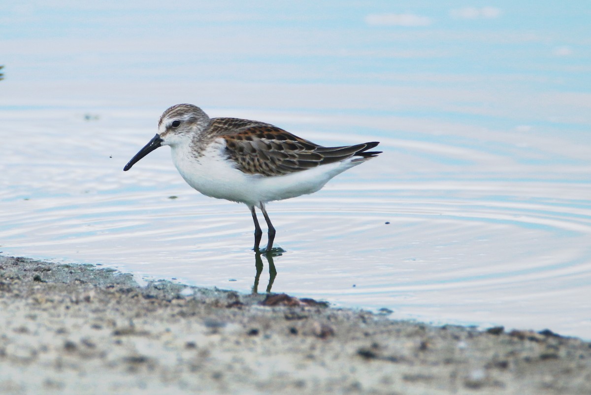 Western Sandpiper - Ken Oeser