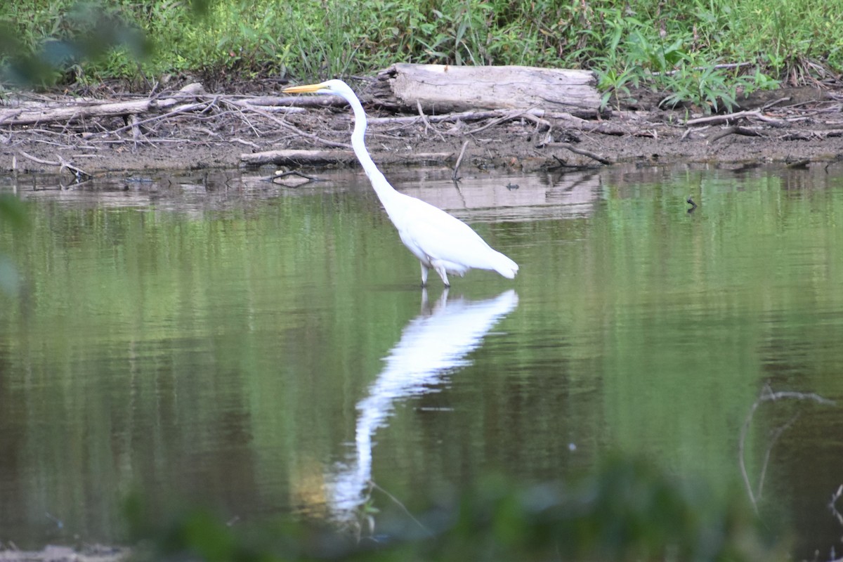 Great Egret - ML177936221