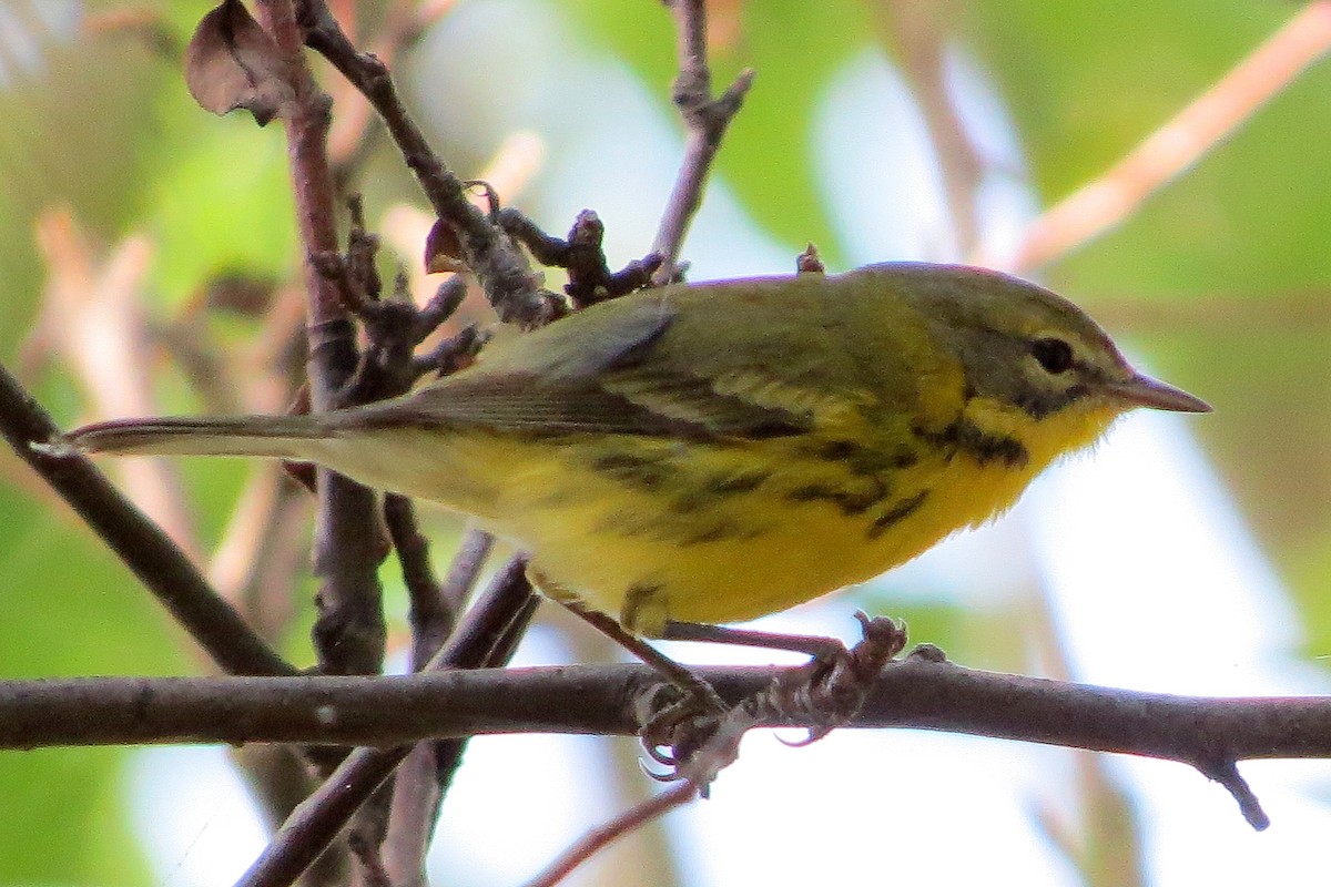 Prairie Warbler - shelley seidman