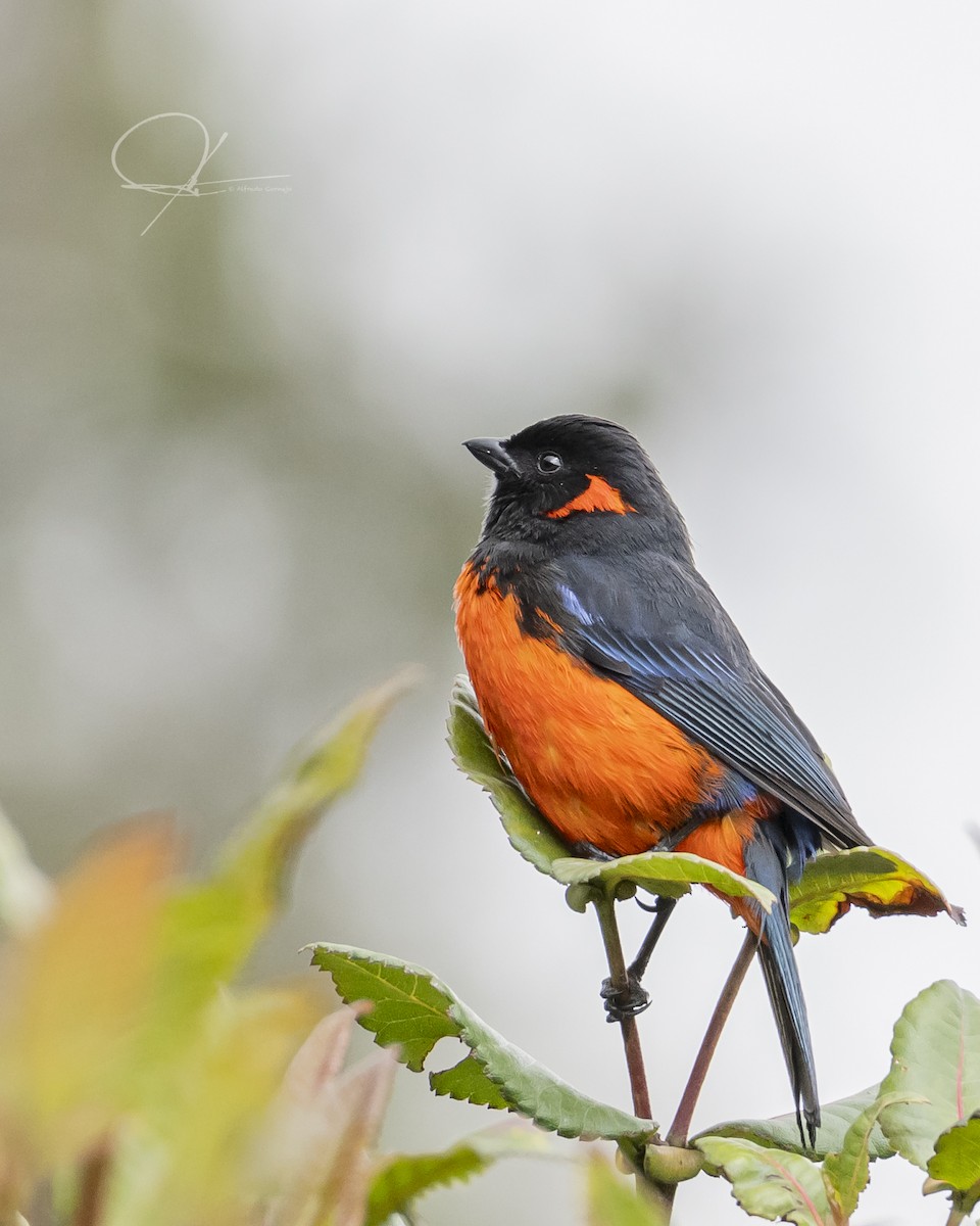 Scarlet-bellied Mountain Tanager - Alfredo Cornejo