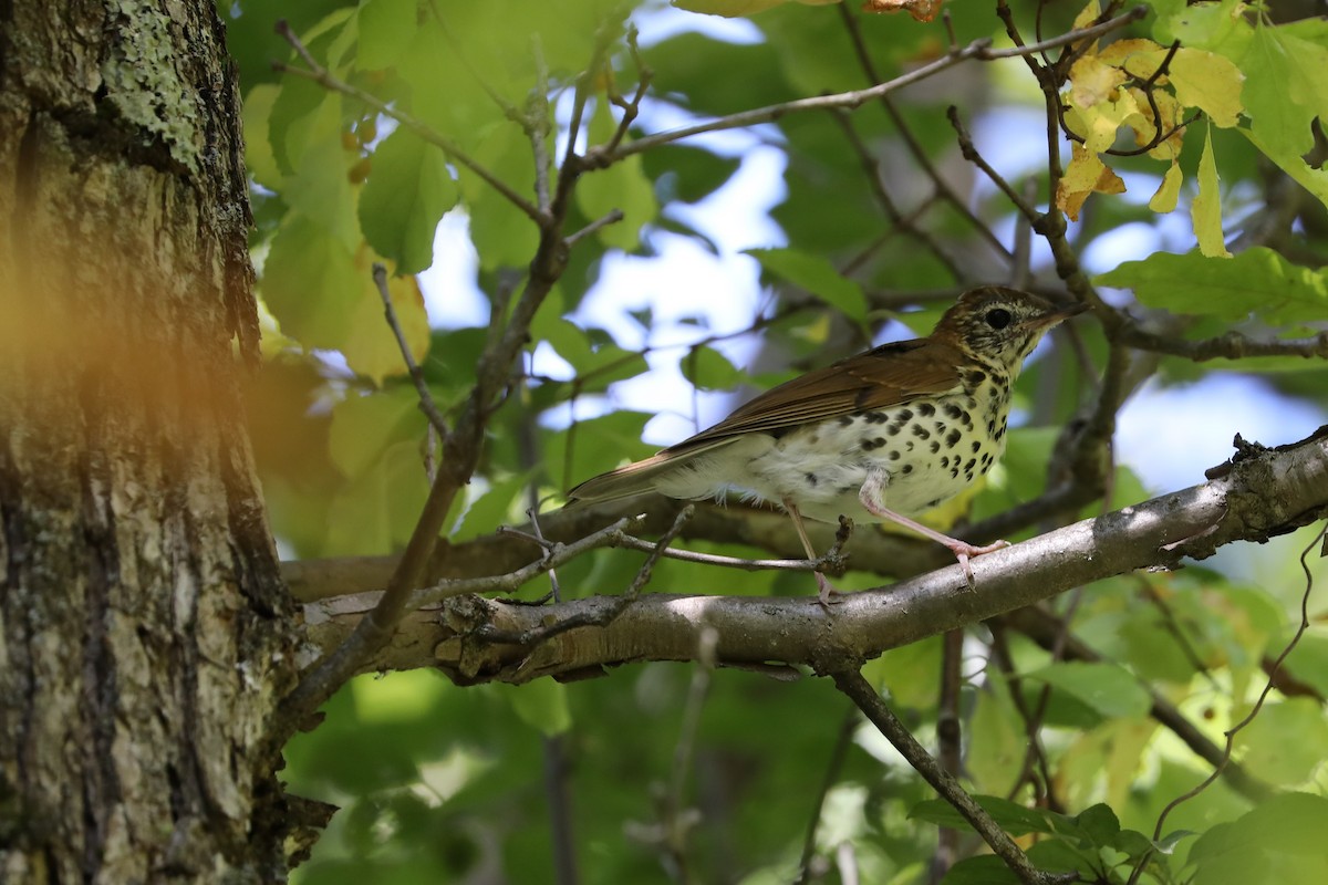 Wood Thrush - ML177941741