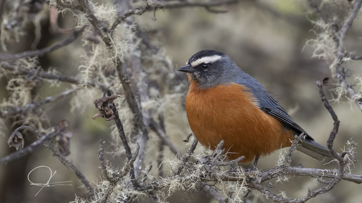 White-browed Conebill - Alfredo Cornejo