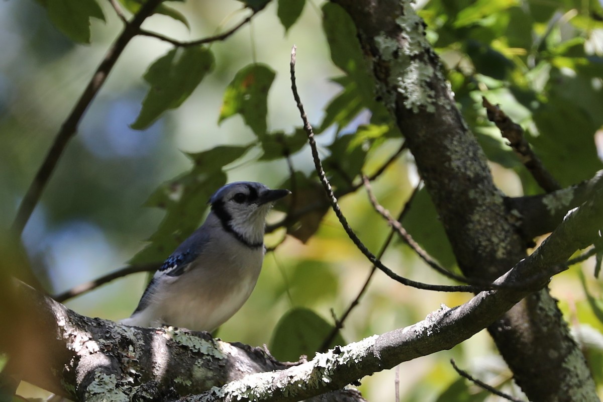 Blue Jay - ML177942201