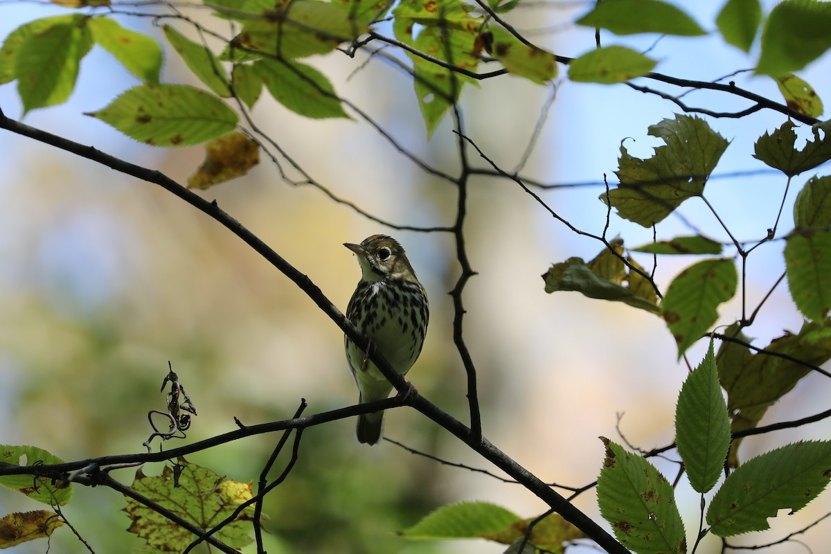 Ovenbird - ML177942341