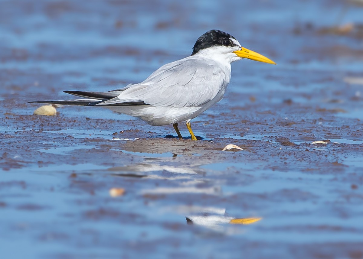 Yellow-billed Tern - Richard Lakhan
