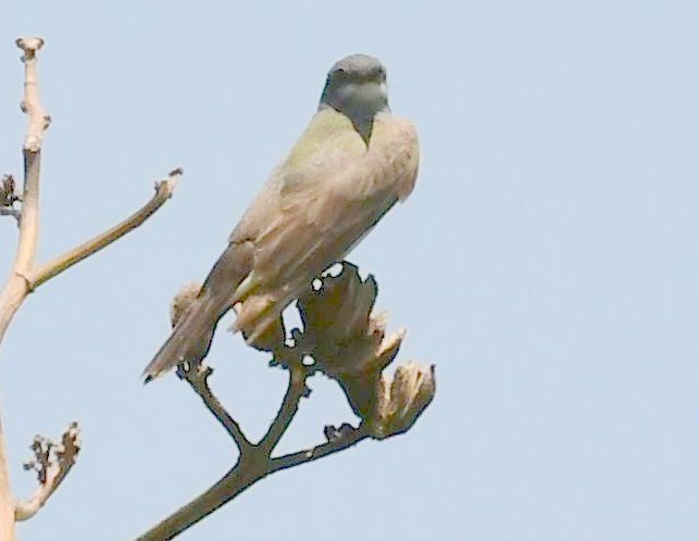 Cassin's Kingbird - ML177942921