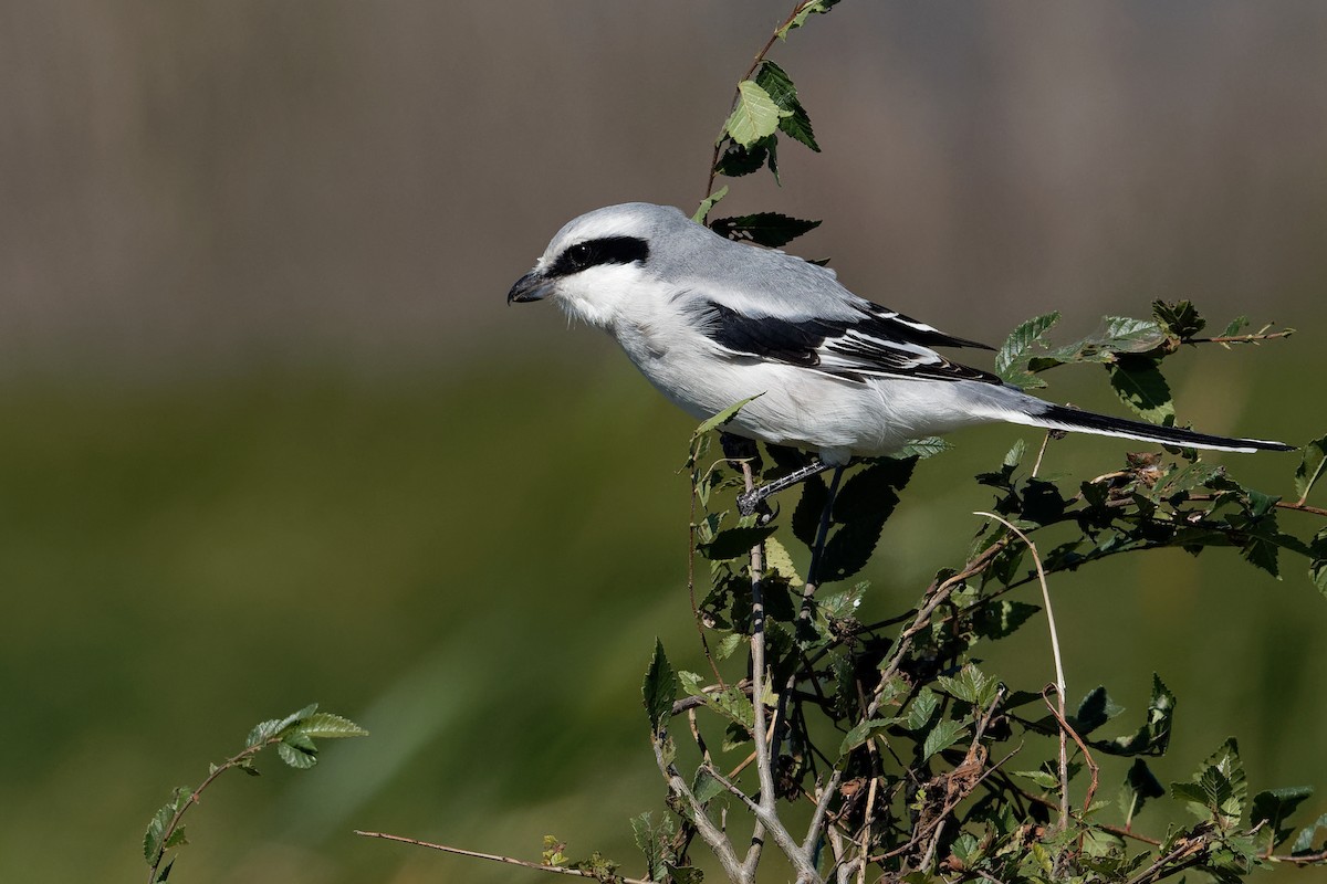Chinese Gray Shrike - Vincent Wang