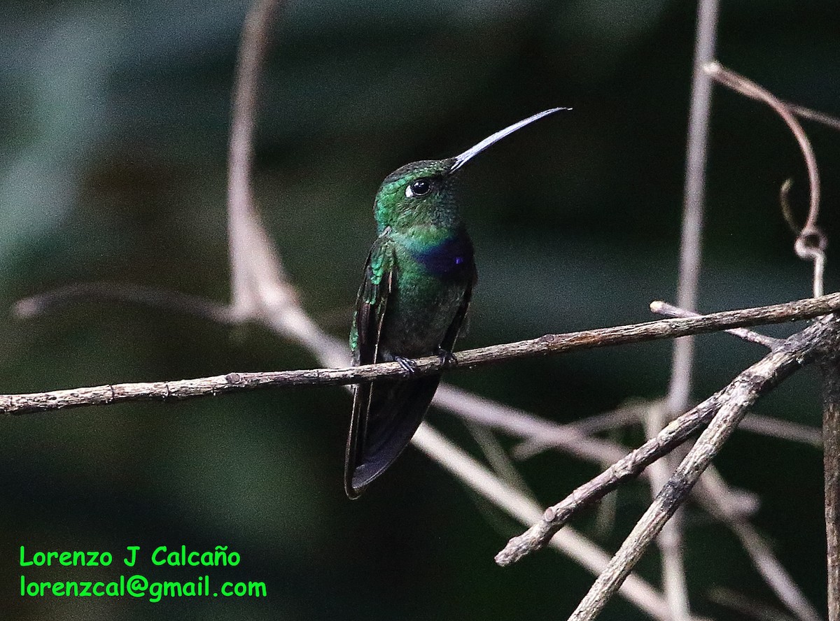 Violet-chested Hummingbird - Lorenzo Calcaño