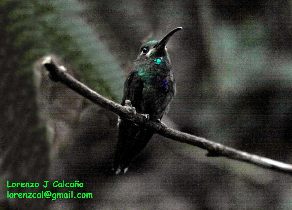Violet-chested Hummingbird - ML177945041
