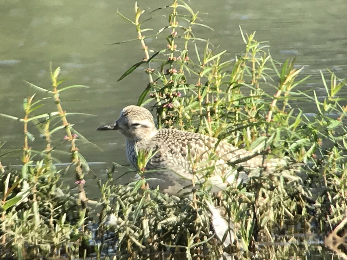 Black-bellied Plover - Jason Horn