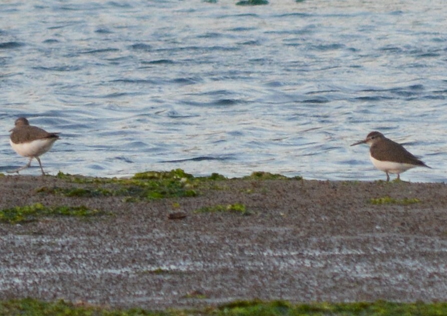 Common Sandpiper - ML177946031