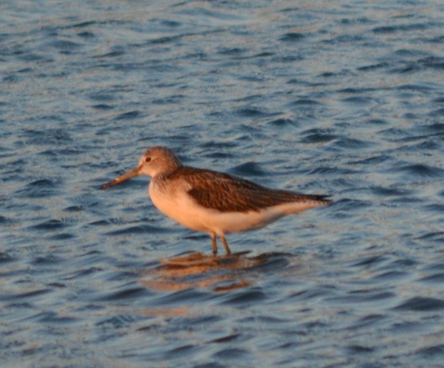 Common Greenshank - ML177946421