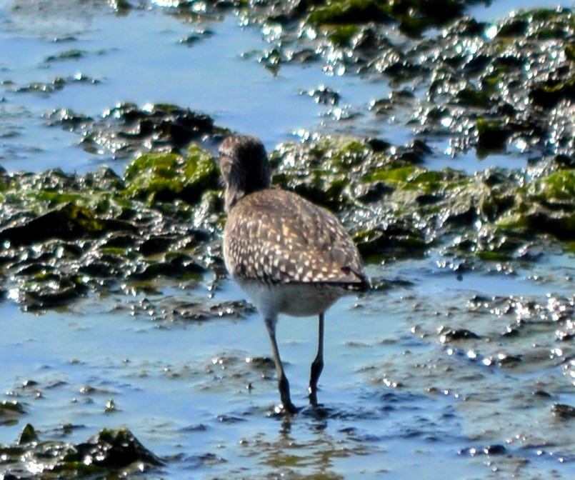 Wood Sandpiper - ML177947711