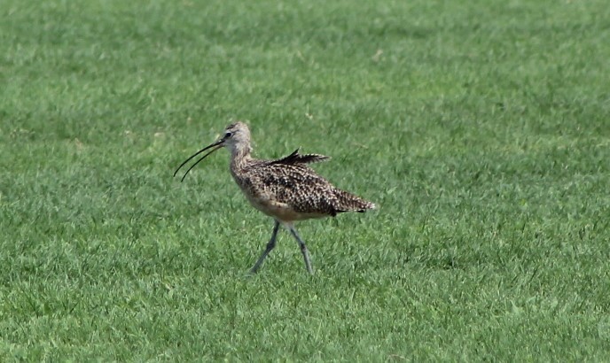 Long-billed Curlew - ML177947771