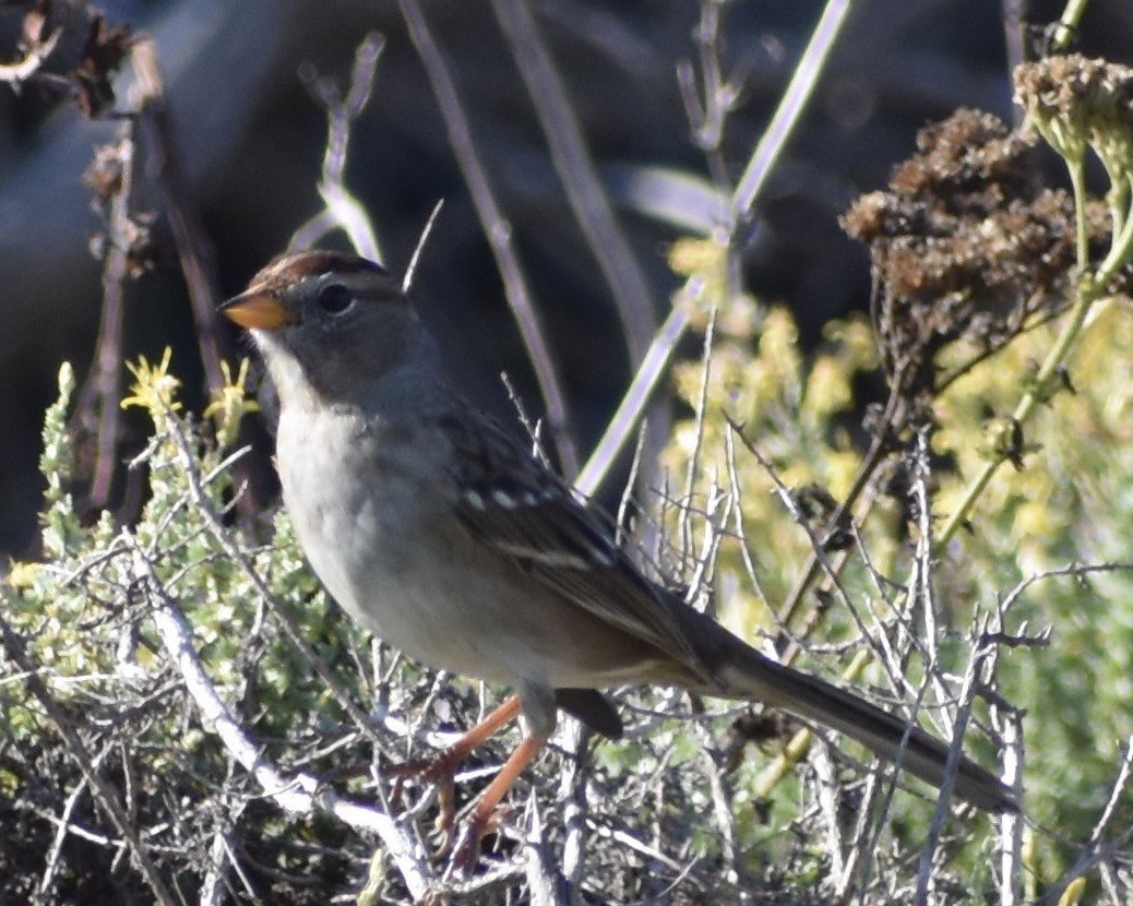 White-crowned Sparrow - ML177949051