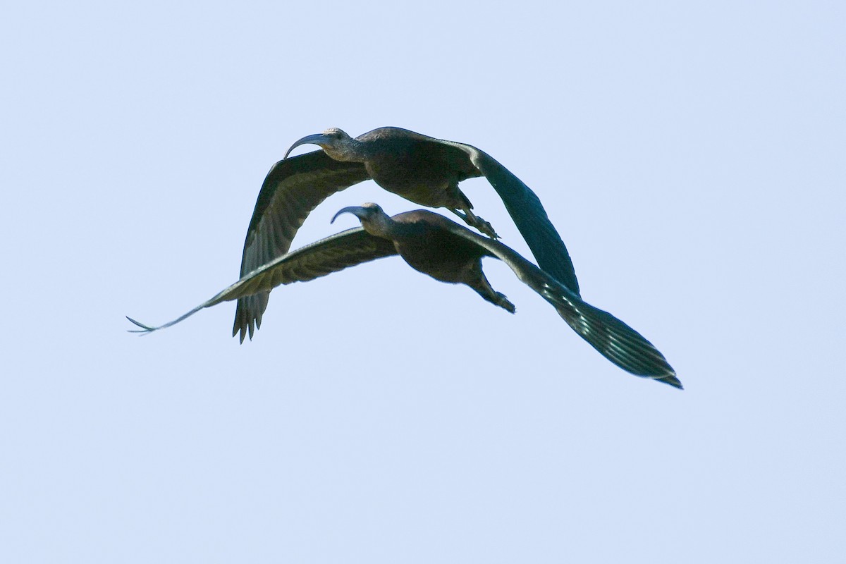 ibis americký - ML177949111