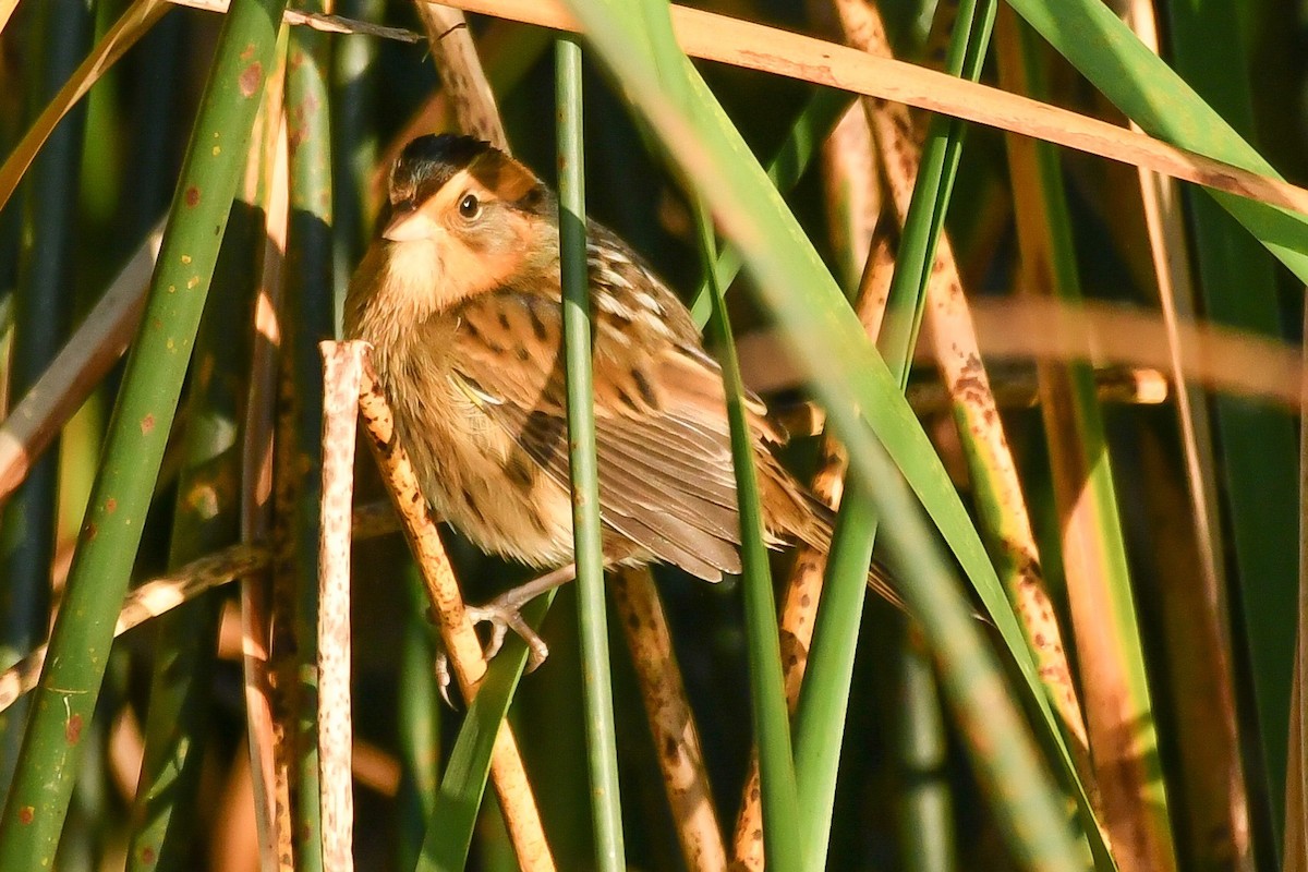 Nelson's Sparrow - Wayne Perala