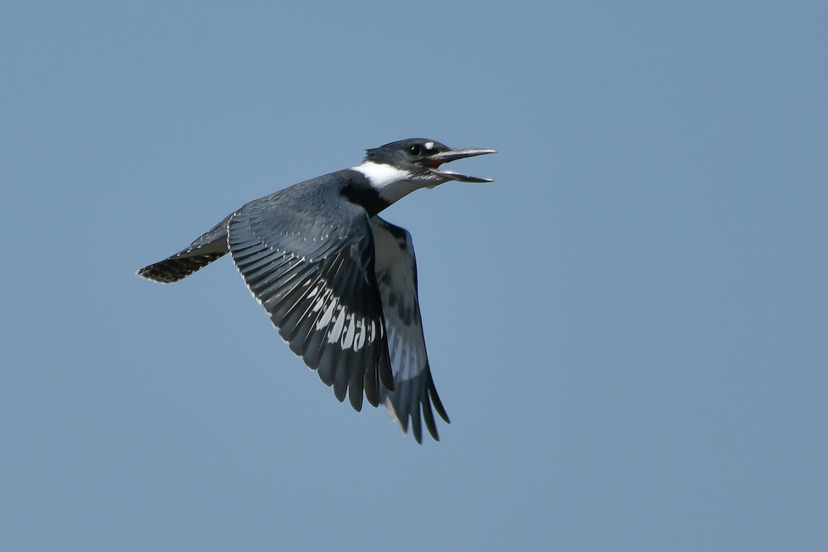 Belted Kingfisher - Wayne Perala