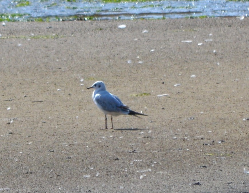 Mouette rieuse - ML177949861