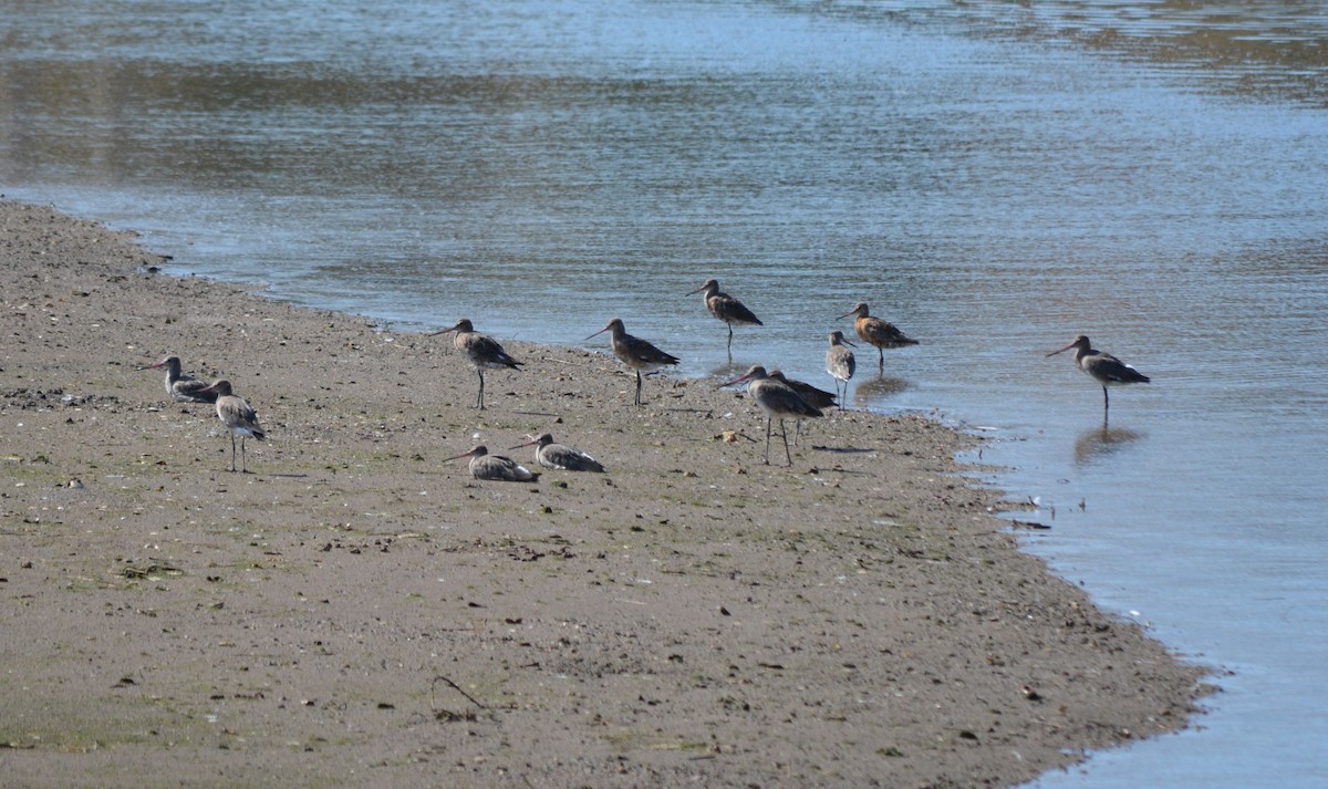 Black-tailed Godwit - ML177951441