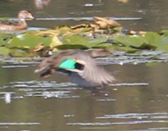 Green-winged Teal - ML177955201