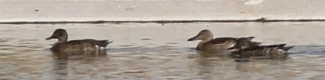 Zertzeta kanelakara - ML177958951