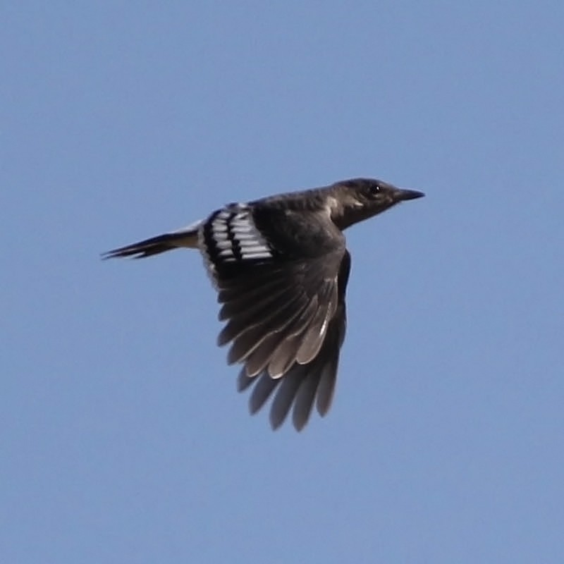 Red-headed Woodpecker - ML177959021
