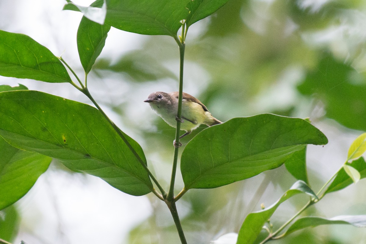 Yellow-bellied Gerygone - ML177959811