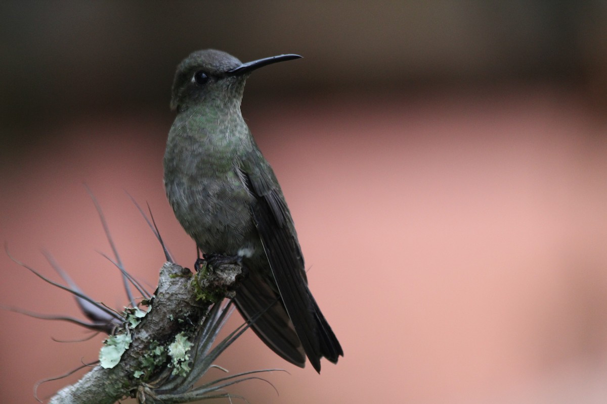 Colibri vert et gris - ML177960231