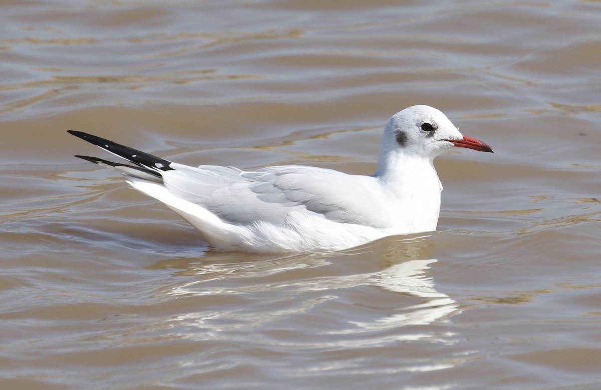 Black-headed Gull - ML177962851