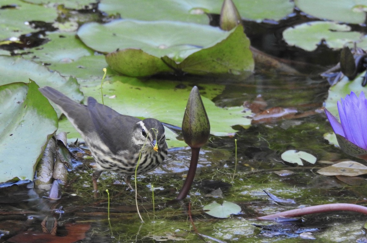 Northern Waterthrush - ML177964951