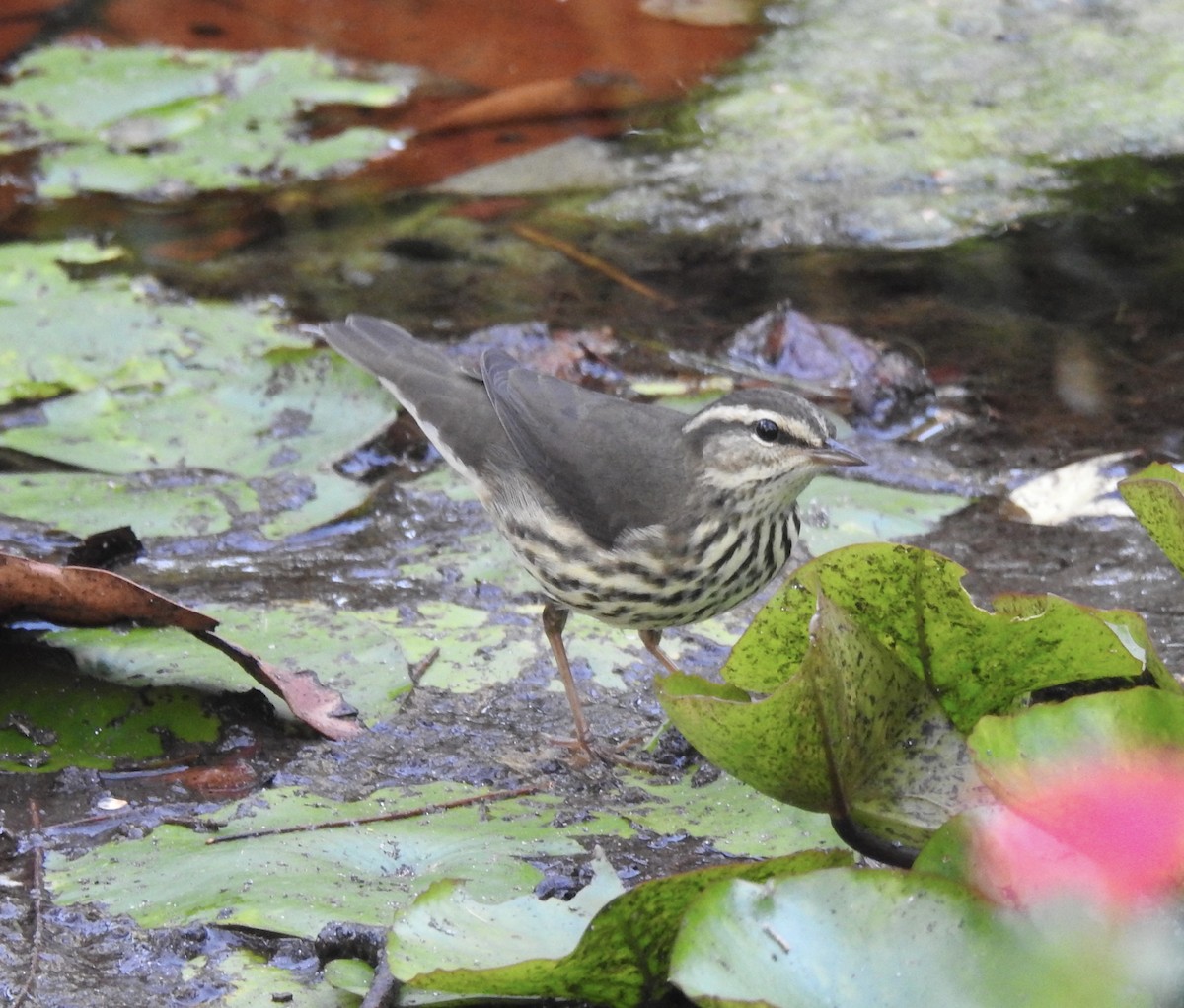 Northern Waterthrush - Erika Gates