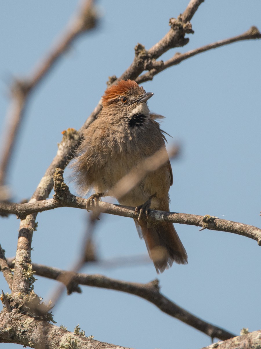 Pale-breasted Spinetail - ML177966901