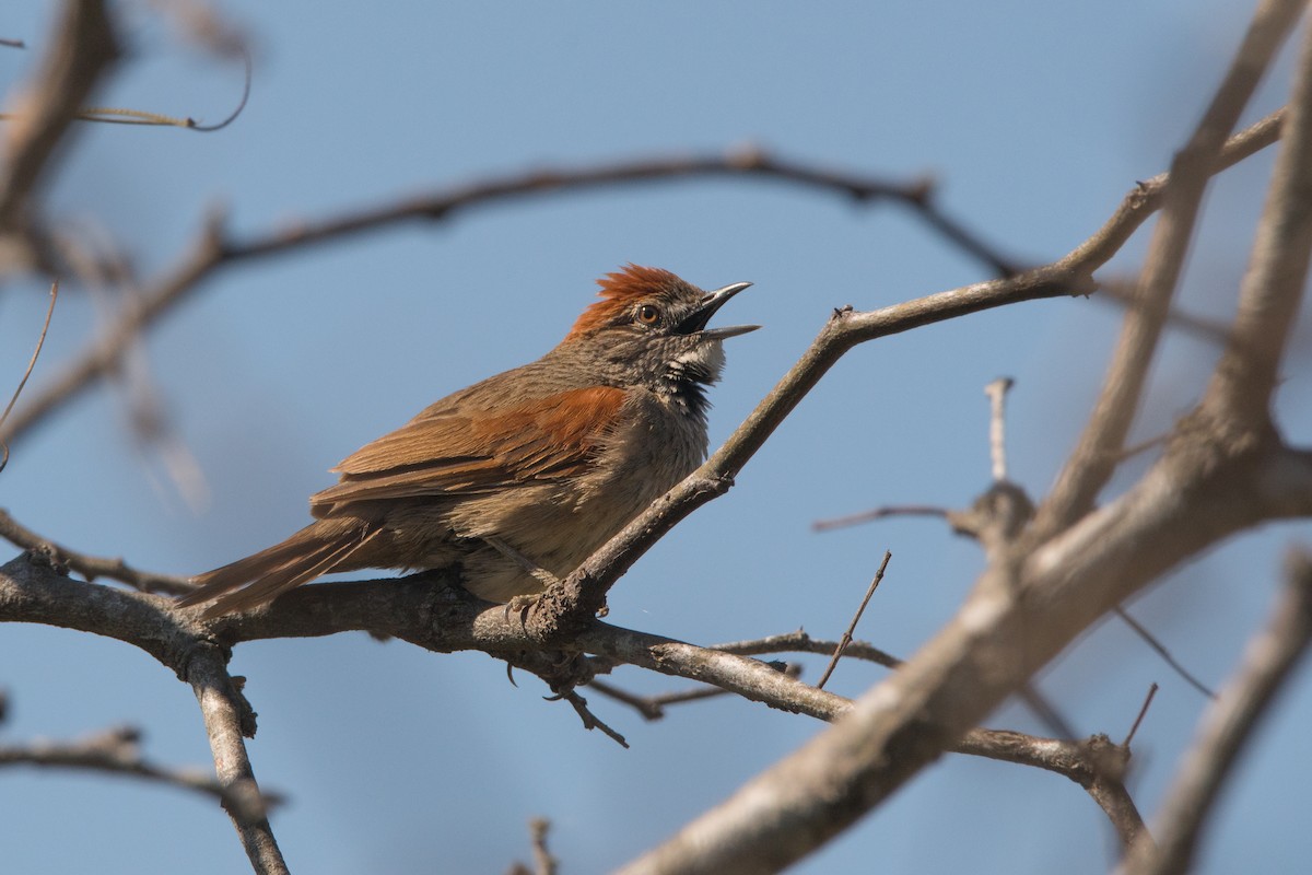 Pale-breasted Spinetail - ML177966941