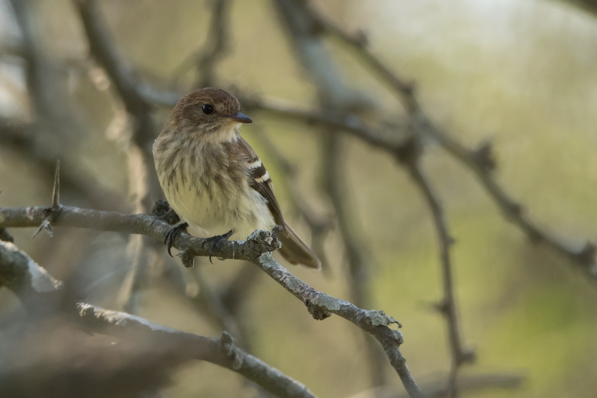 Bran-colored Flycatcher - ML177967051