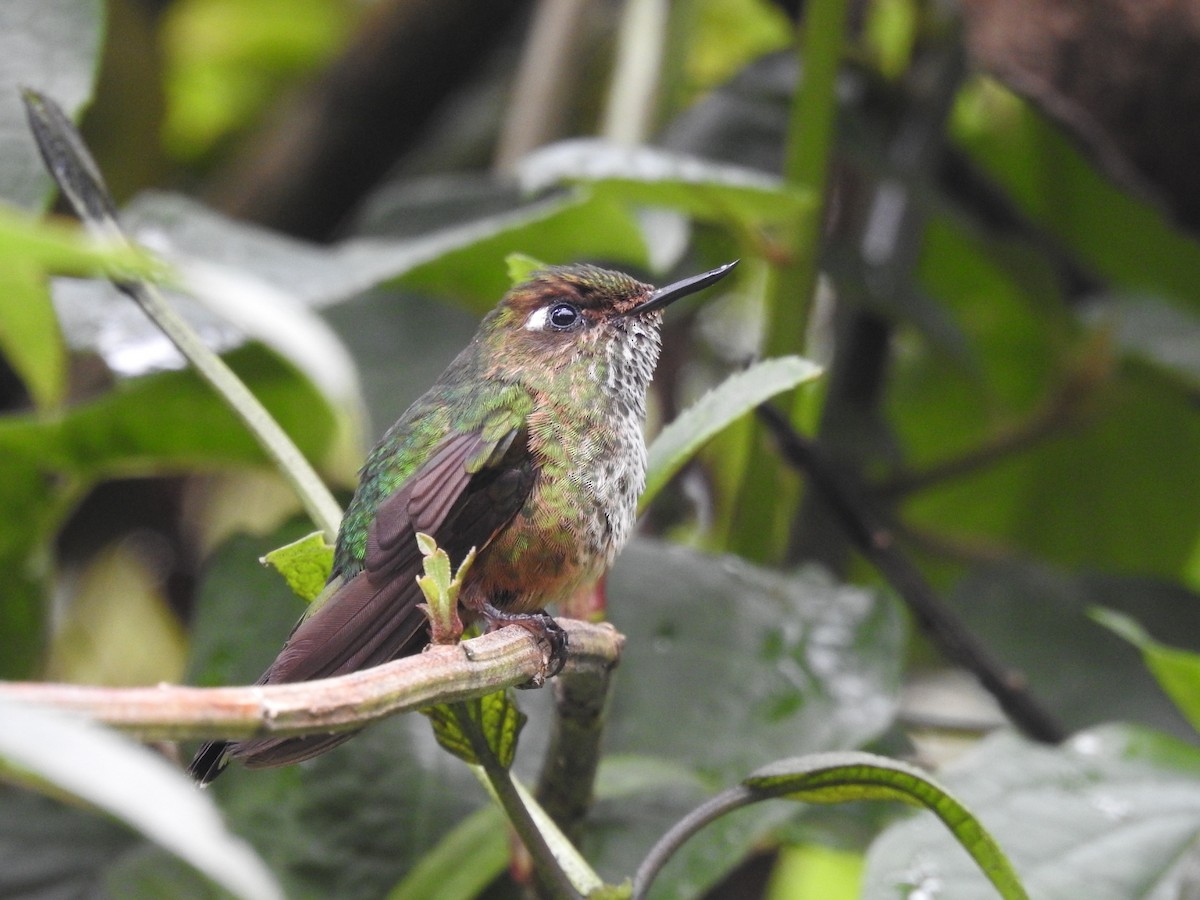 Fleckenbauchkolibri - ML177967331