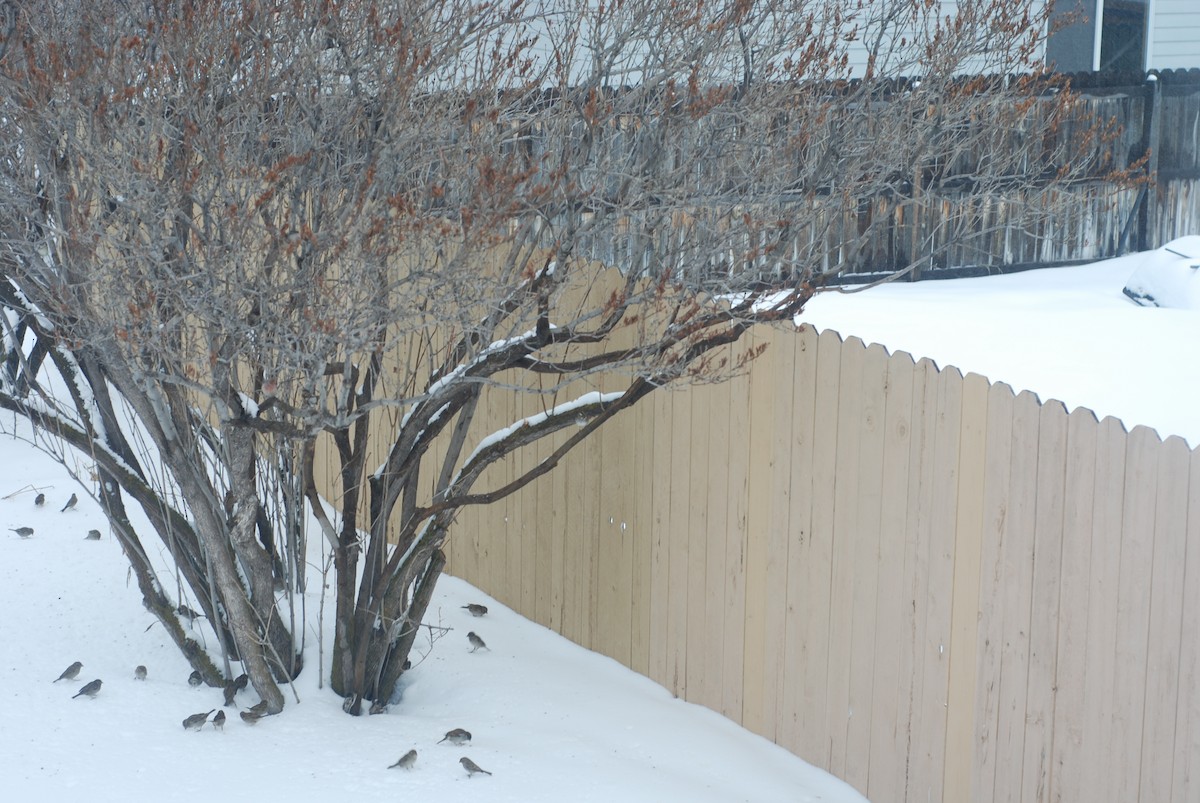 White-throated Sparrow - ML177967511