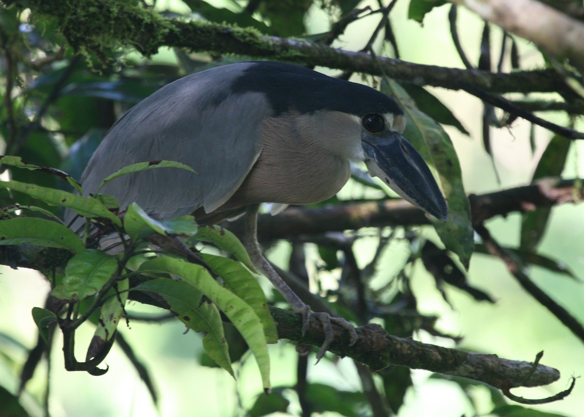 Boat-billed Heron - Dean LaTray