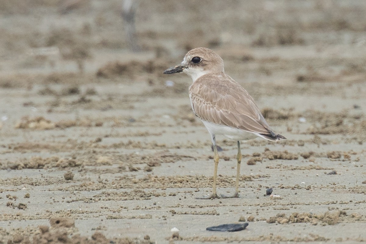 sand-plover sp. - Adrian Silas Tay