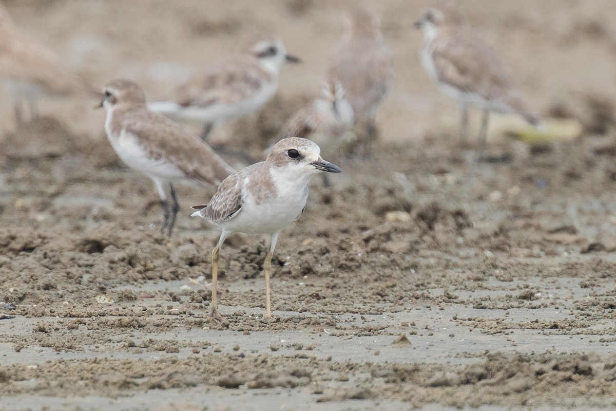 sand-plover sp. - Adrian Silas Tay