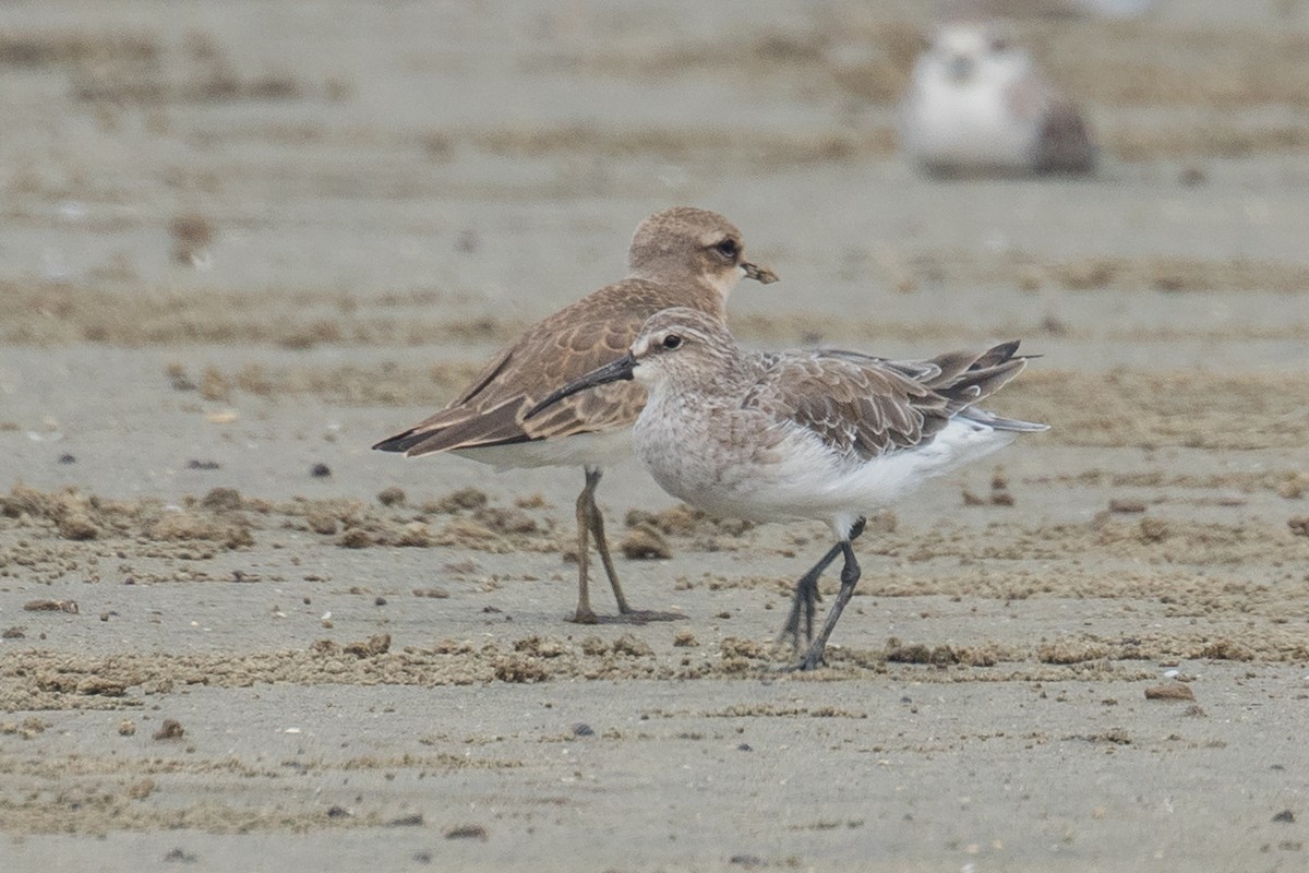 Curlew Sandpiper - ML177973091