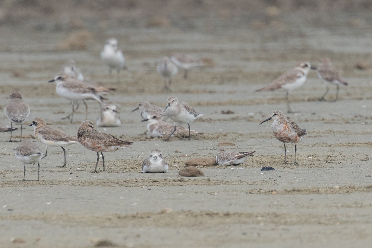 Curlew Sandpiper - ML177973191