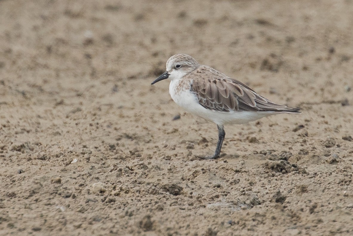 Red-necked Stint - Adrian Silas Tay