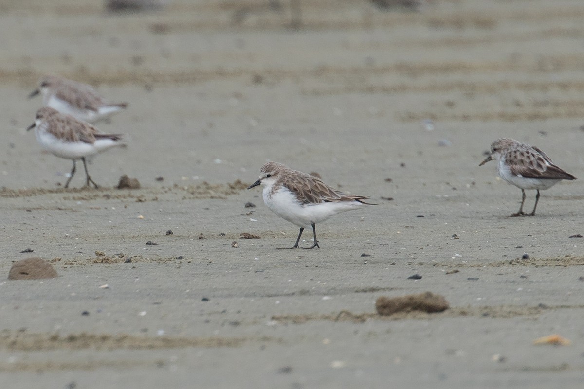 Red-necked Stint - ML177974011