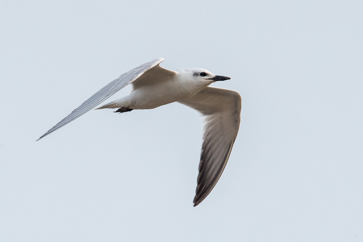 Gull-billed Tern - Adrian Silas Tay