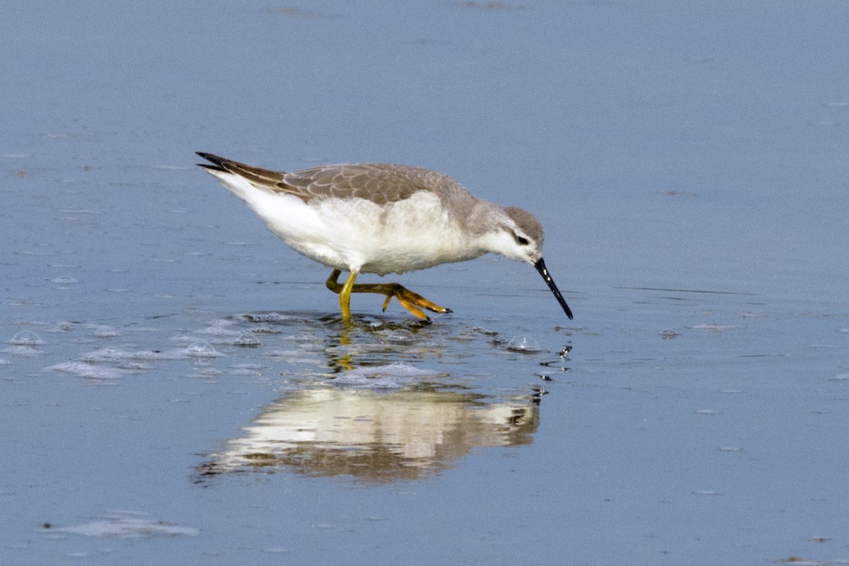 Wilson's Phalarope - ML177974301